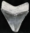 Chatoyant Dark Gray  Bone Valley Megalodon Tooth #22183-2